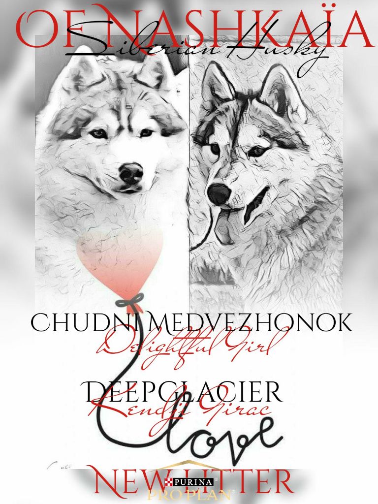 Chiot Siberian Husky of nashkaia