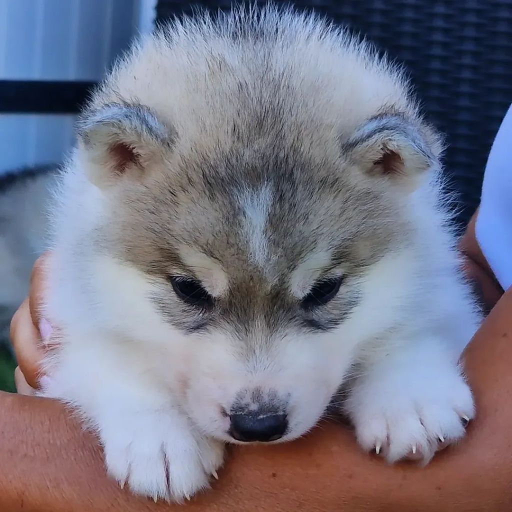 of nashkaia - Chiots disponibles - Siberian Husky