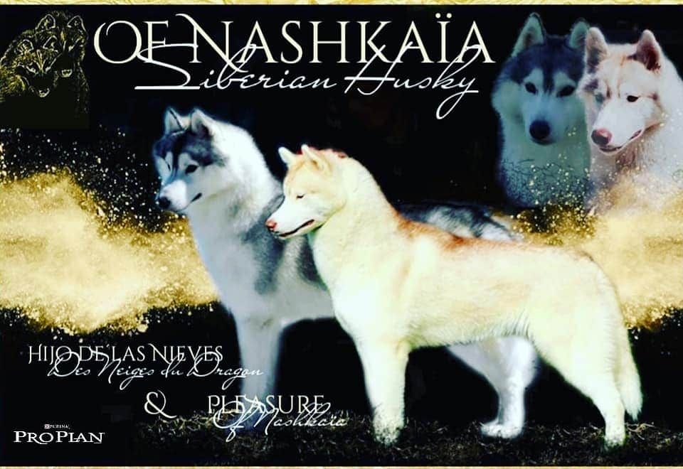 Chiot Siberian Husky of nashkaia