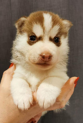 TAIGA