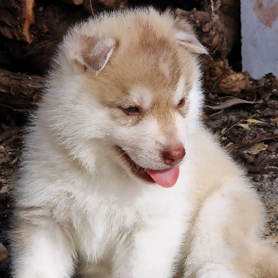 CHIOT