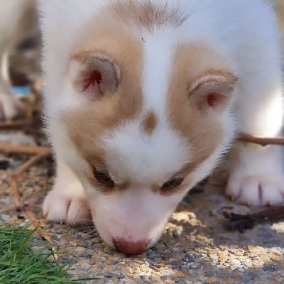 CHIOT