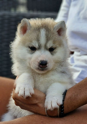 CHIOT