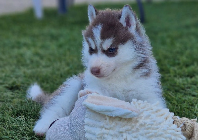 CHIOT