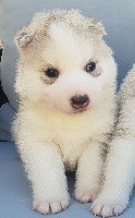 RAGNAR