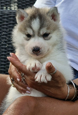 CHIOT