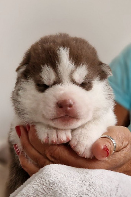 CHIOT