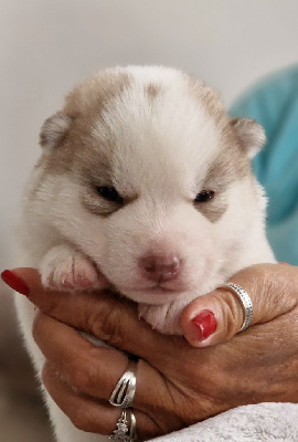 CHIOT