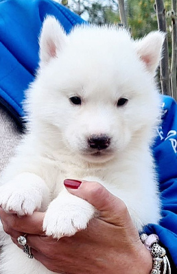 TAÏKO