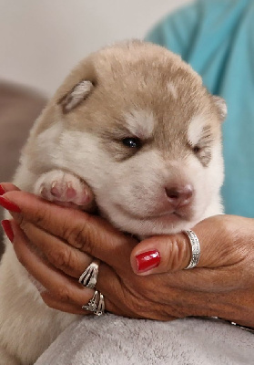 CHIOT