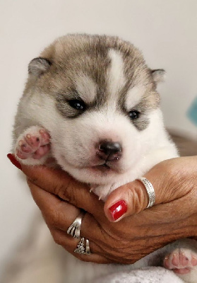 CHIOT