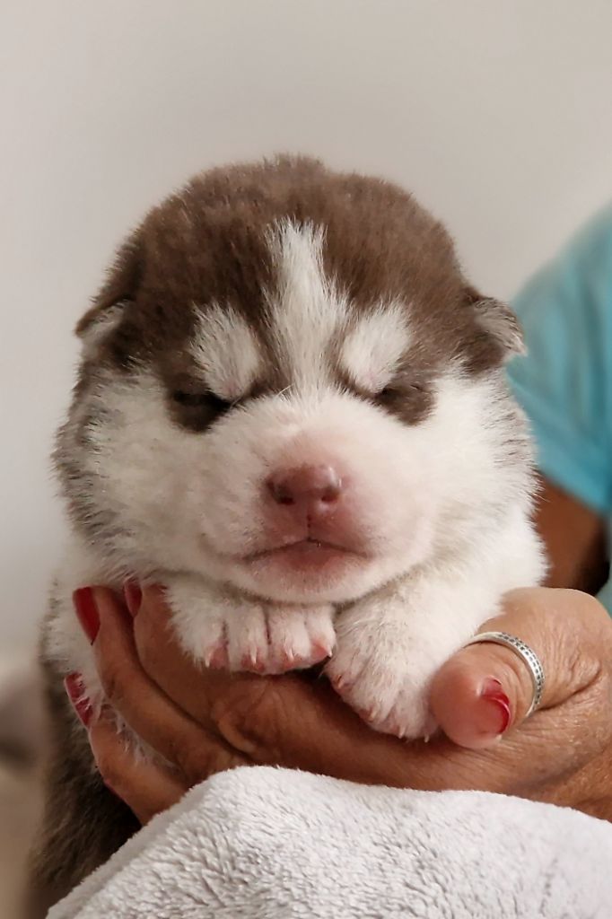 of nashkaia - Chiots disponibles - Siberian Husky