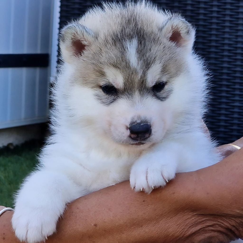 of nashkaia - Chiots disponibles - Siberian Husky