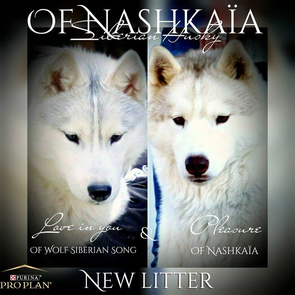 Chiot Siberian Husky of nashkaia