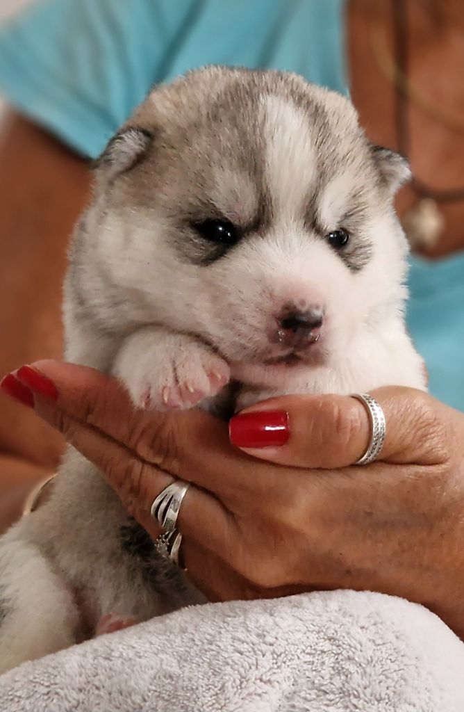 of nashkaia - Chiots disponibles - Siberian Husky
