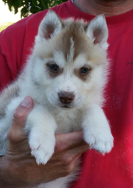 of nashkaia - Siberian Husky - Portée née le 10/04/2015