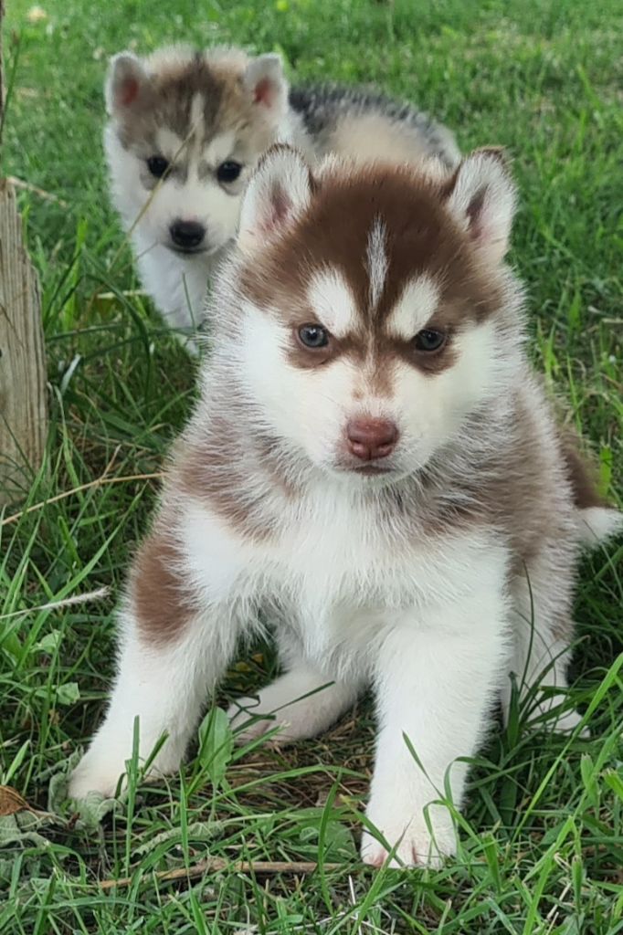Tasha