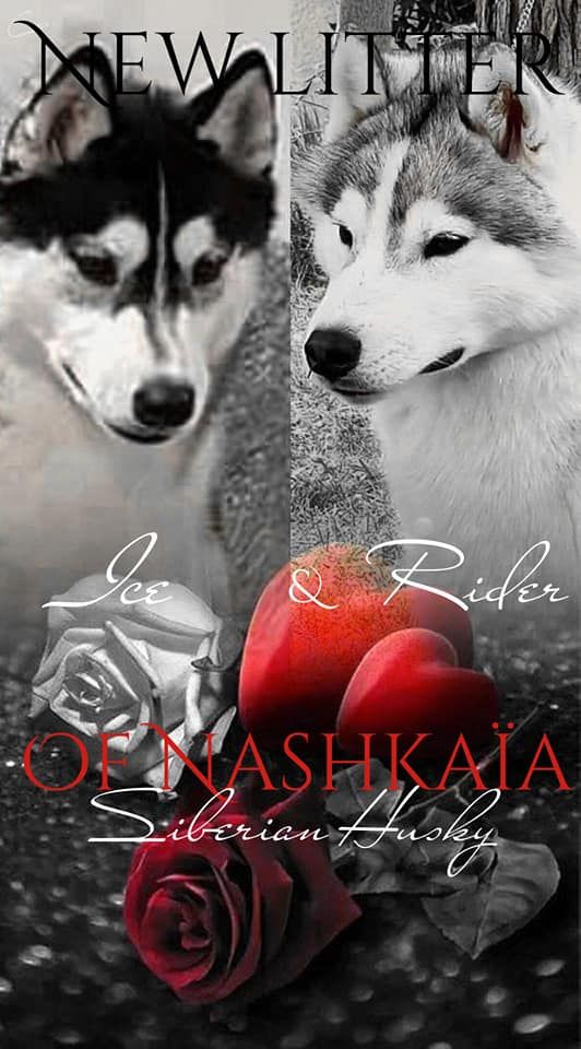Chiot Siberian Husky of nashkaia