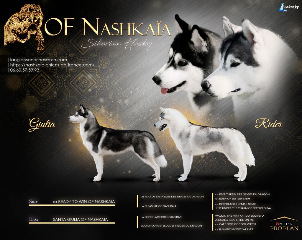 Chiot Siberian Husky of nashkaia