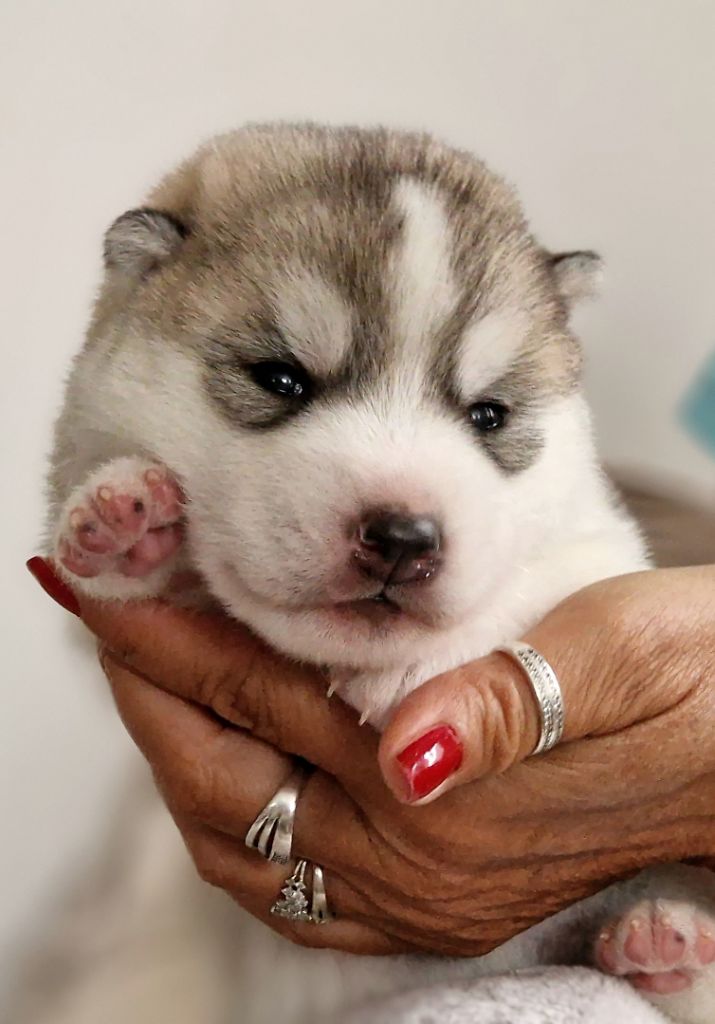 of nashkaia - Chiots disponibles - Siberian Husky