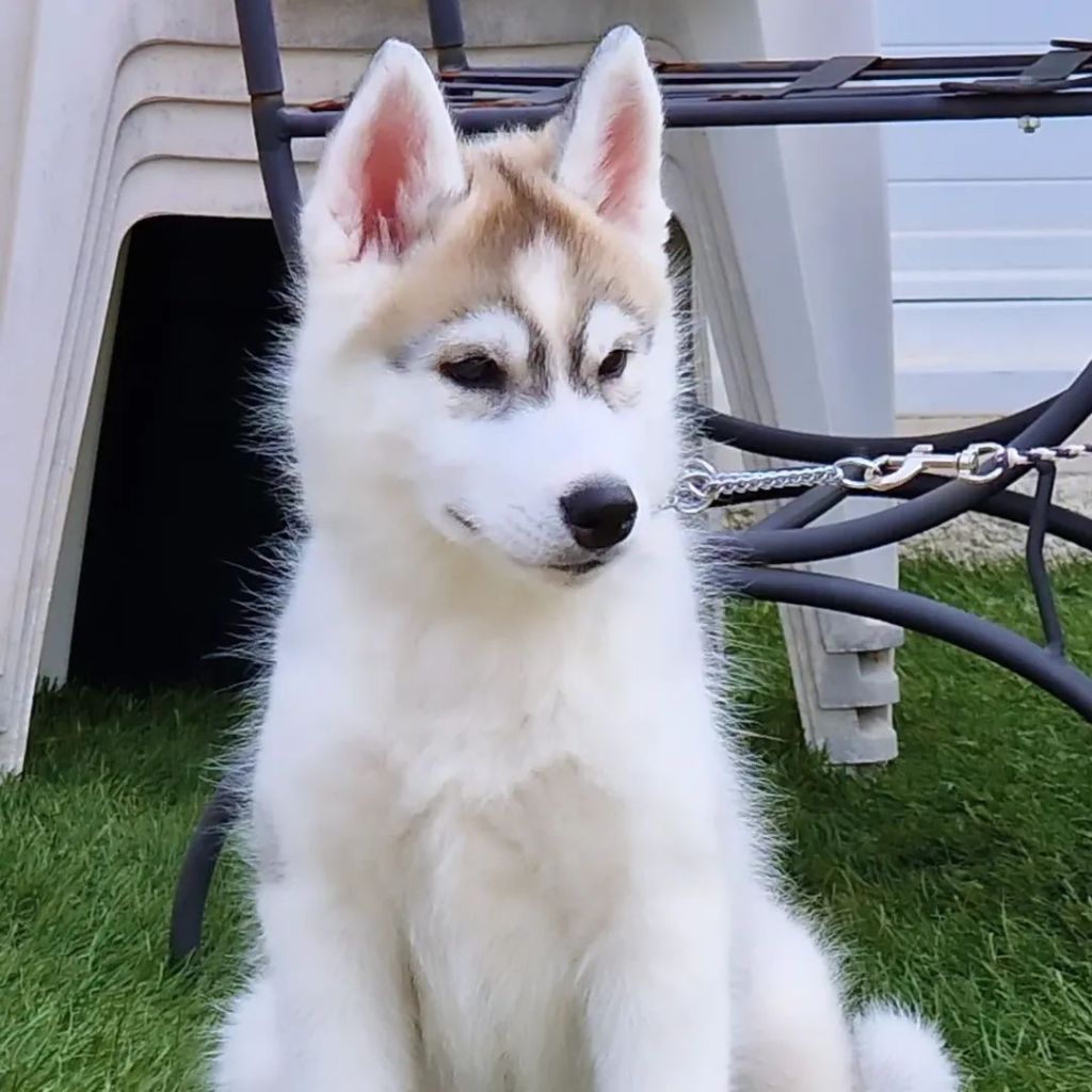 of nashkaia - Chiots disponibles - Siberian Husky